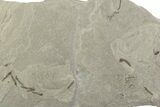 Fossil Insect (Robber Fly, Crane Flies & Flies) Mortality Plate #377171-2